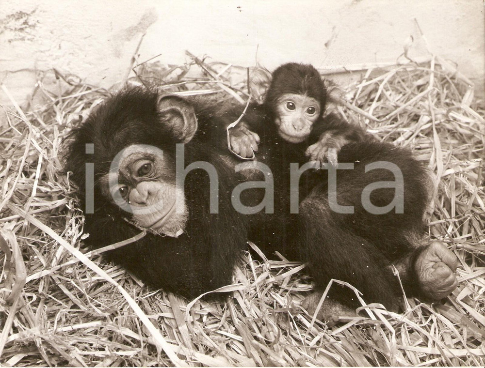 Fotografia d epoca originale 1960 CHESTER ZOO Baby Barbary macaque lean on young chimpanzee Foto 1