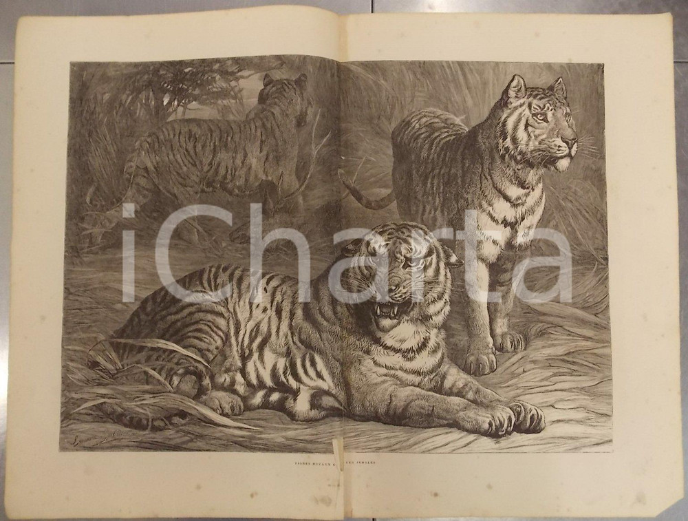 Stampa, bozzetto originale 1886 MERVEILLES ART MODERNE Bouveric GODDARD Tigres royaux jungles *DANNEGGIATA 1