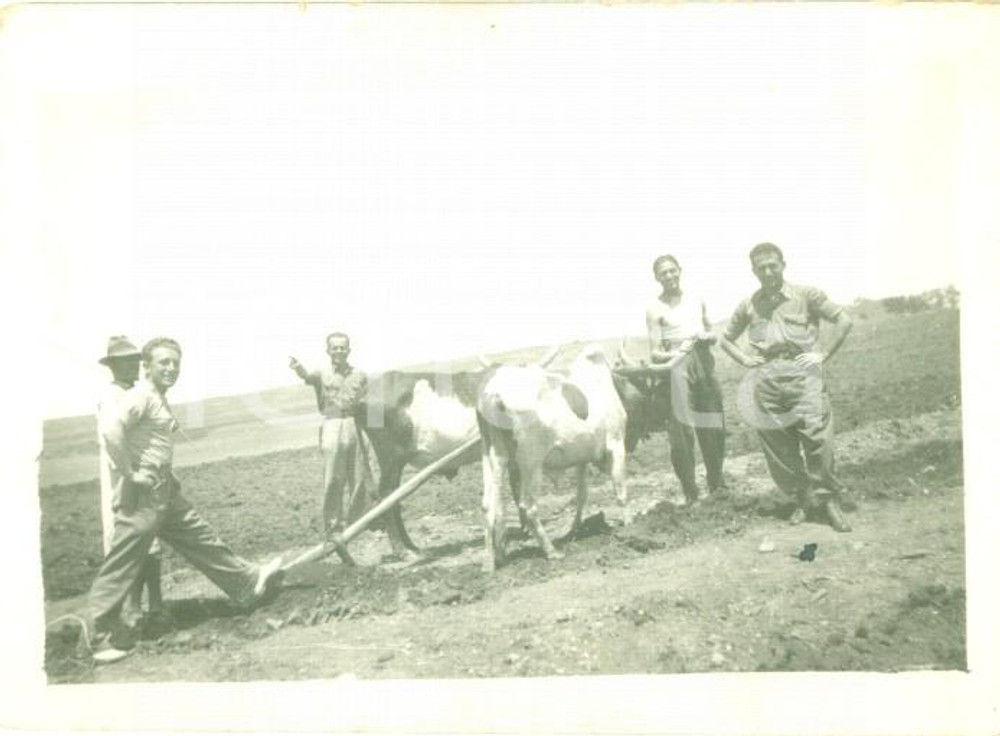 Fotografia d epoca originale 1936 ASMARA ERITREA Aratura di un campo con i buoi Fotografia cm 9 x 6 1