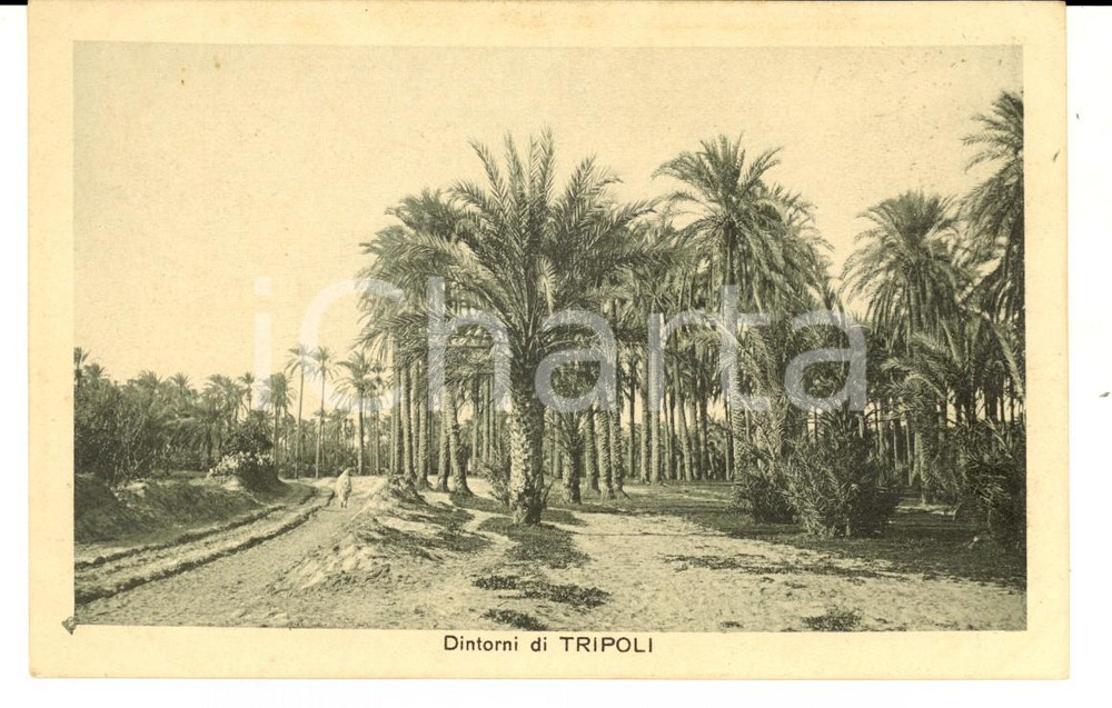 Cartolina originale da collezione 1915 ca TRIPOLI LIBIA Un oasi nei dintorni della cittÃ  Cartolina COLONIALE FP 1