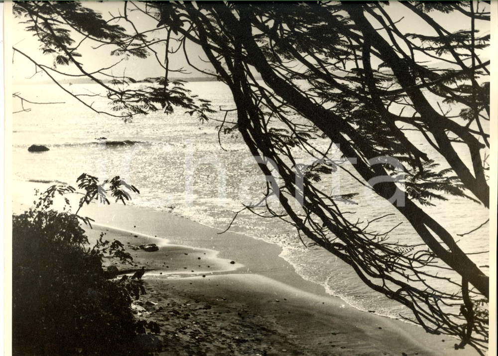 Fotografia d epoca originale 1954 SENEGAL ? Veduta di una spiaggia tropicale Foto ARTISTICA 30x24 1