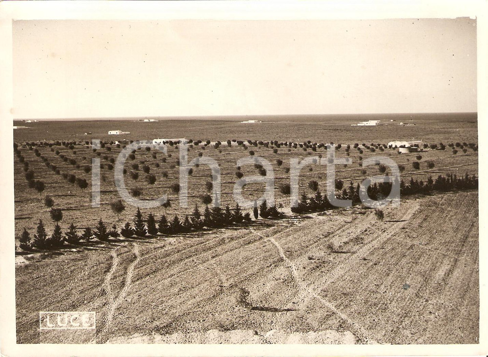 Fotografia d'epoca originale 1939 LIBIA Case coloniche pronte attendono i coloni *Fotografie 1