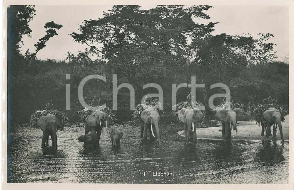 1930 C. ZAGOURSKI - «L'Afrique qui disparaît» - Eléphant - Postcard FP NV  Fotografia seriale d'epoca, appartenente alla serie &laquo;L'Afrique qui dispara&icirc;t&raquo; del fotografo Casimir Zagourski (L&eacute;opoldville).CONDIZIONI: GOODFORMATO: 14x9 cm    originale e autentica 1