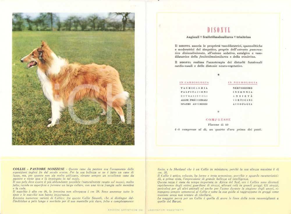 Materiale pubblicitario d’epoca 1956 MILANO Laboratori MAESTRETTI Disonyl Scheda Razza COLLIE - PASTORE SCOZZESE 1