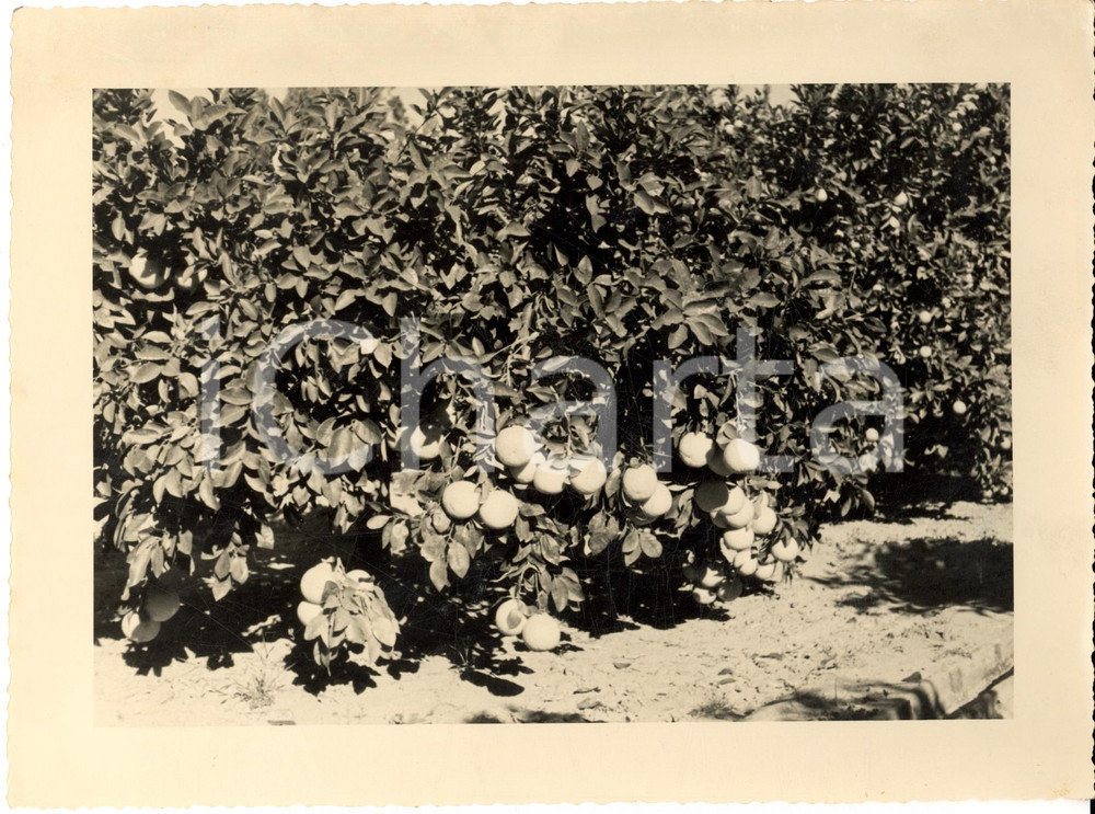 Fotografia d epoca originale 1937 SIDI MESRI LIBIA Agrumeto Istituto Sperimentale Agrario Fotografia 1