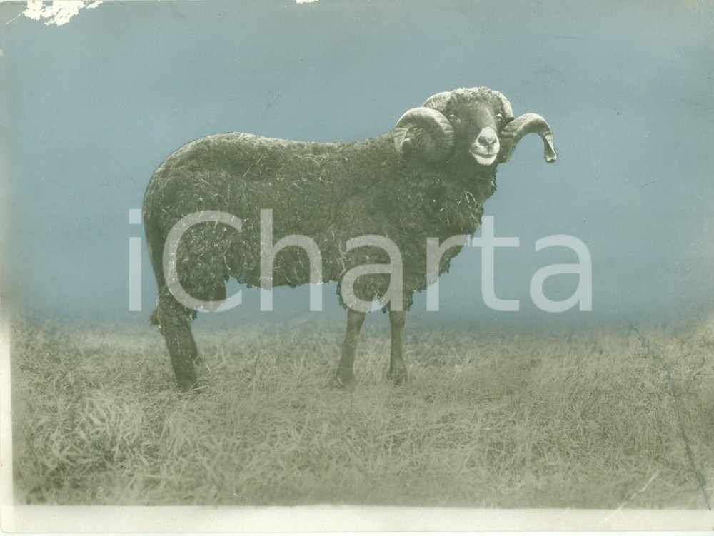 Fotografia d epoca originale 1930 ca GERMANIA Un ariete al pascolo Fotografia DANNEGGIATA 1