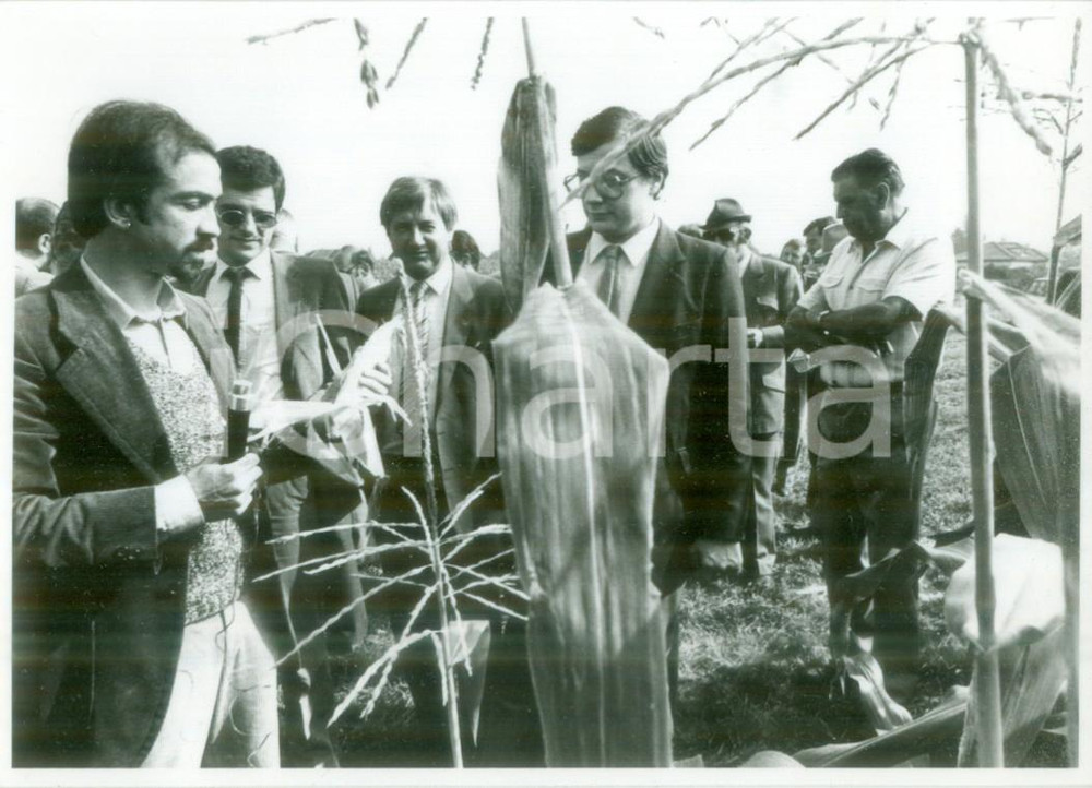 Fotografia d epoca originale 1982 BOSSENDORF FRANCE Conferenza stampa per raccolta del mais dolce Foto 1