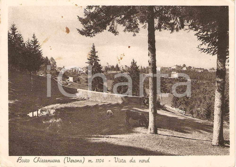 Cartolina originale da collezione 1940 ca BOSCO CHIESANUOVA VR vista da nord ANIMATA CON ANIMALI FG NV 1