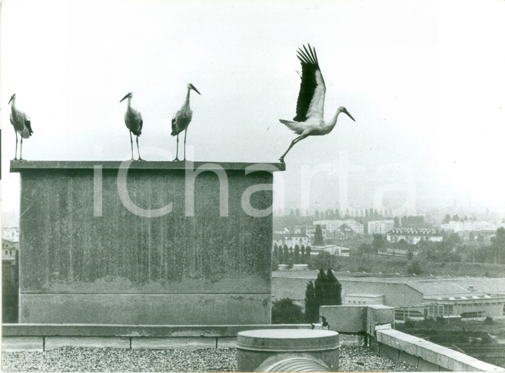 Fotografia d epoca originale 1977 STRASBOURG F Cicogne spiccano il volo dai tetti dei sobborghi Fotografia 1