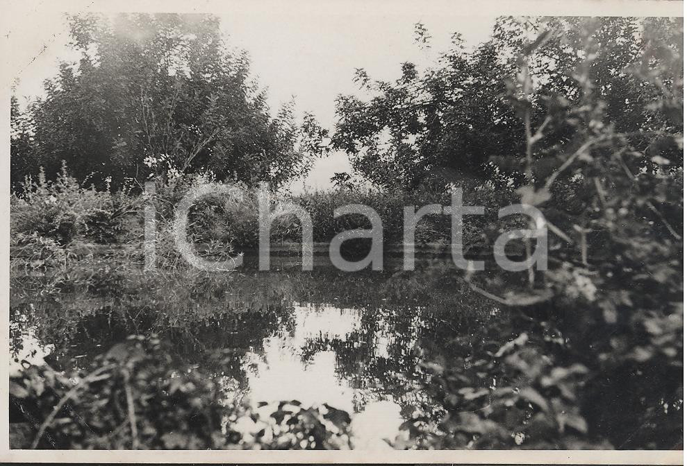 Fotografia d epoca originale 1937 Ulivi nelle campagne di ALGERI  REAL PHOTO cm 13,5 x 8,5 1