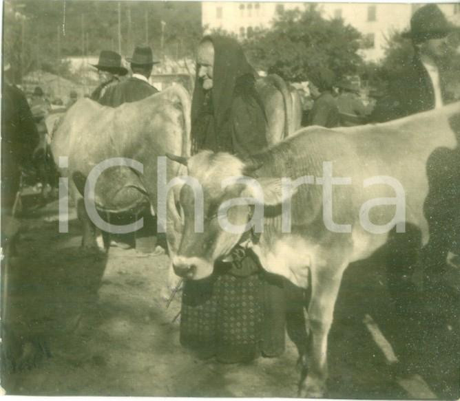 Fotografia d epoca originale 1939 MALE  TN Allevatori veneti all annuale rassegna bovina Foto cm 8 x 7 1