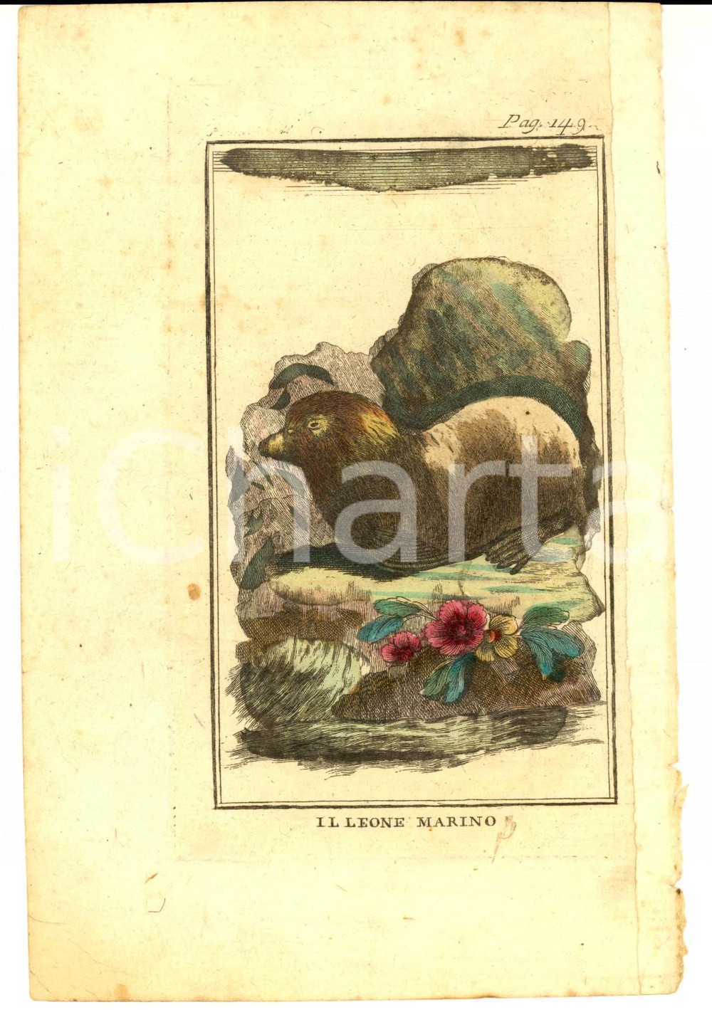 Stampa, bozzetto originale 1800 ca ANIMALI Il leone marino Stampa ANTICA acquerellata a mano 13x19 1