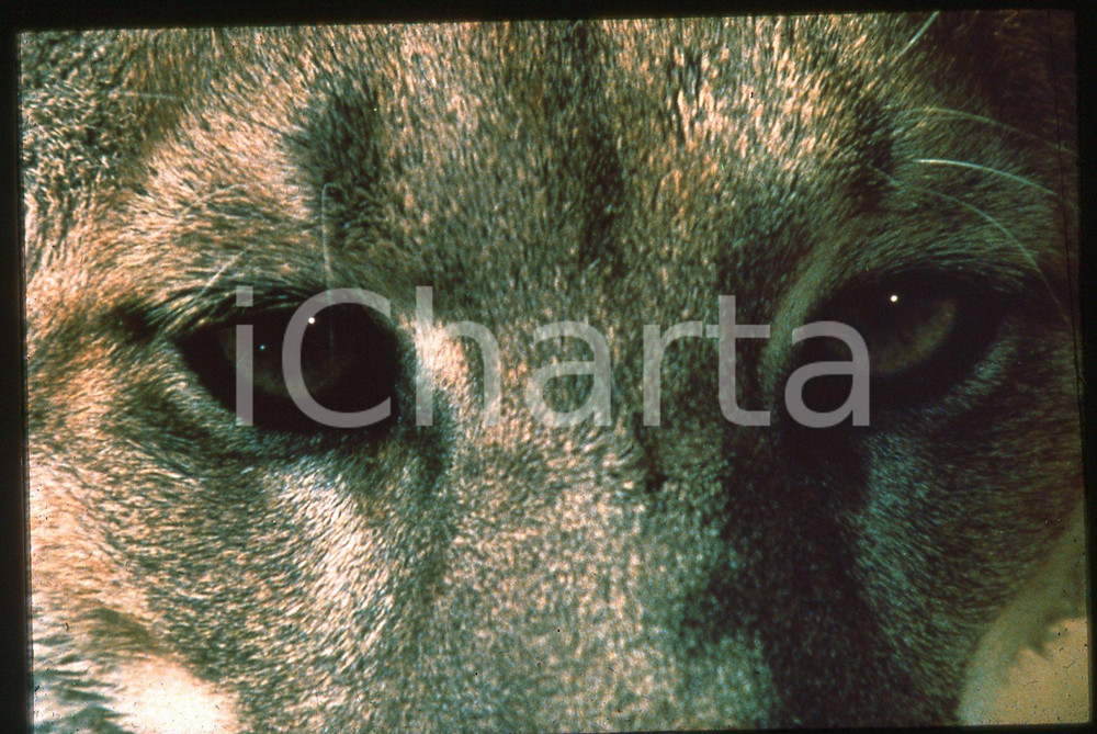 35mm vintage slide*1991 ANIMA MUNDI - Scena dal documentario di Godfrey REGGIO 3