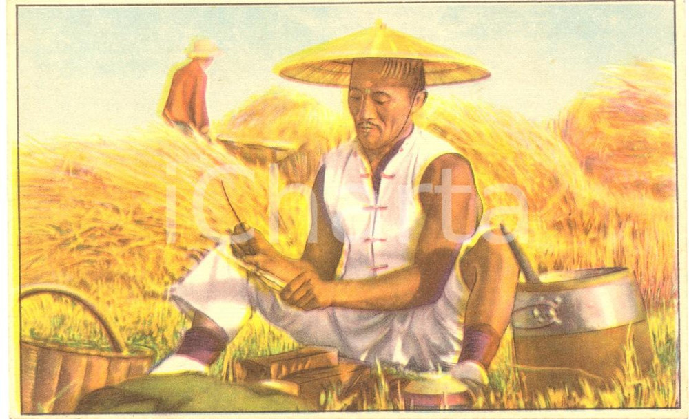 Cartolina originale da collezione 1950 ca COSTUMI CINA Contadino cinese affila la falce *Cartolina illustrata  FP 1