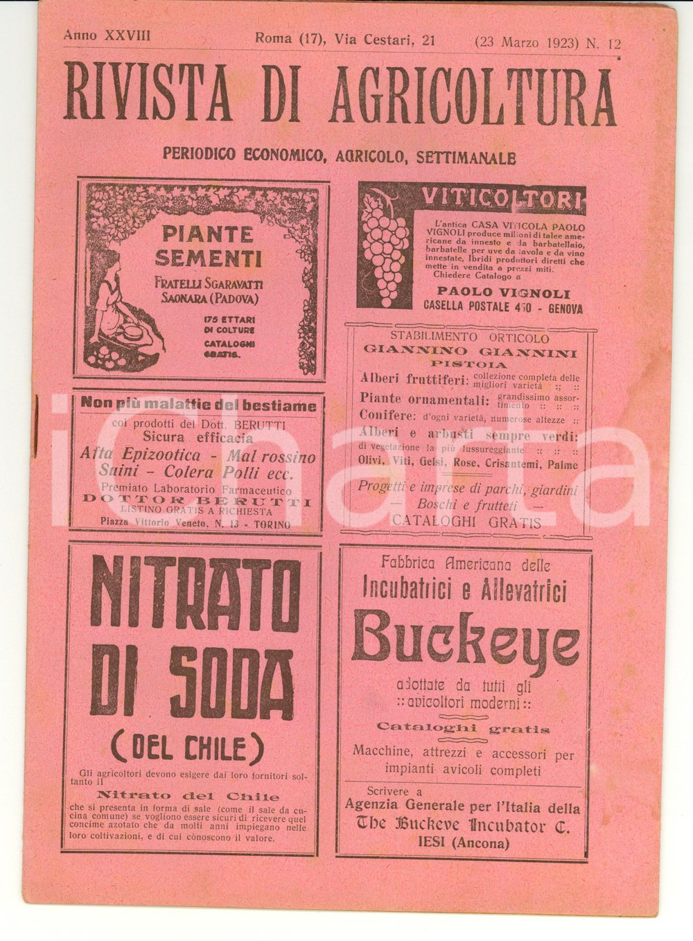 Giornale, rivista storica 1923 ROMA Rivista di agricoltura  Anno XXVIII nÂ° 12 1