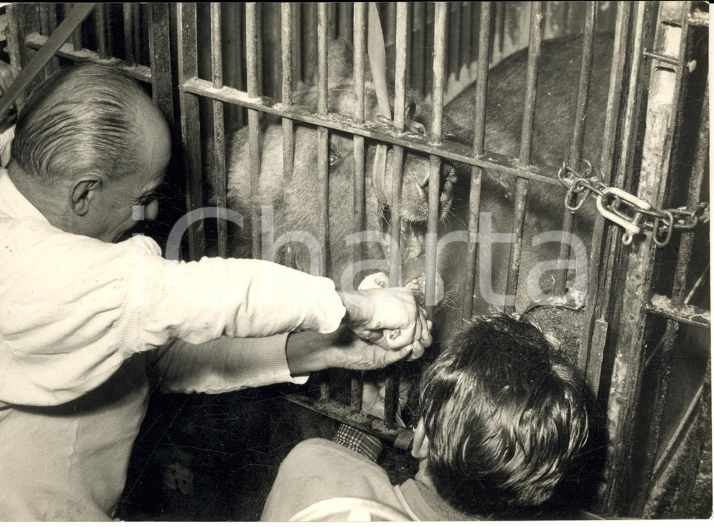1957 LEGNANO CIRCO ORFEI Estrazione di un dente a un orso malato *Foto