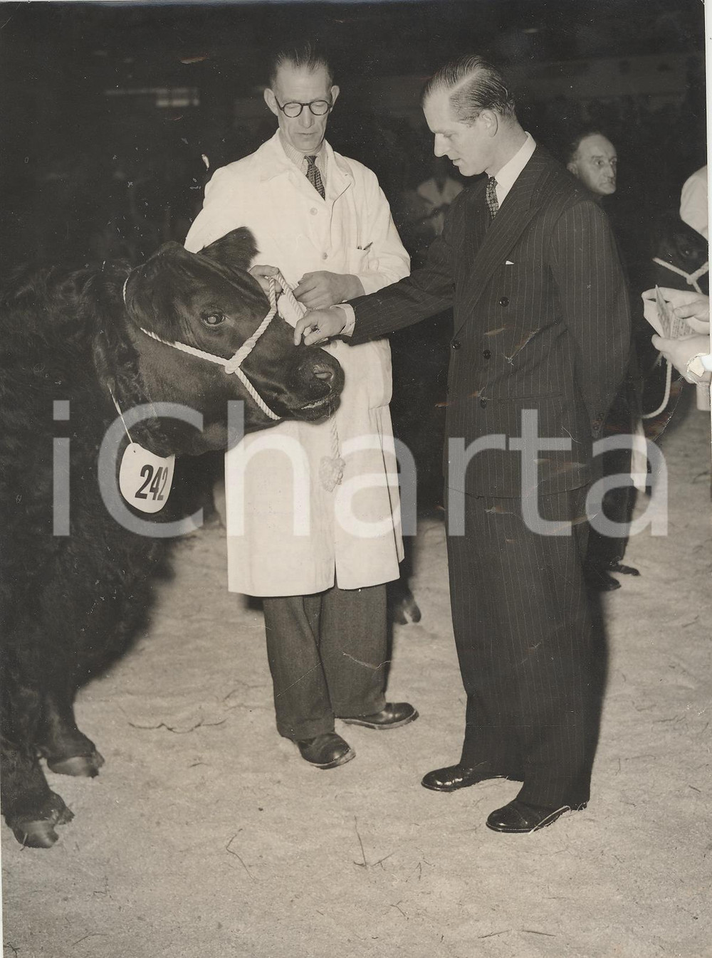Fotografia d epoca originale 1954 LONDON Smithfield Show  Duke of Edinburgh tickling Eric of Upper Barr 1
