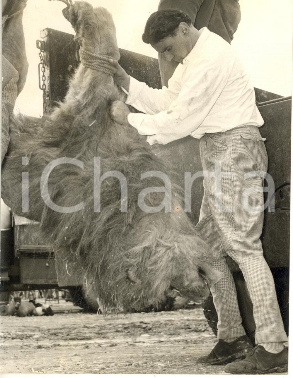 1955 ca BOLOGNA CIRCO ORFEI - Orlando ORFEI con il leone da lui ucciso *Foto