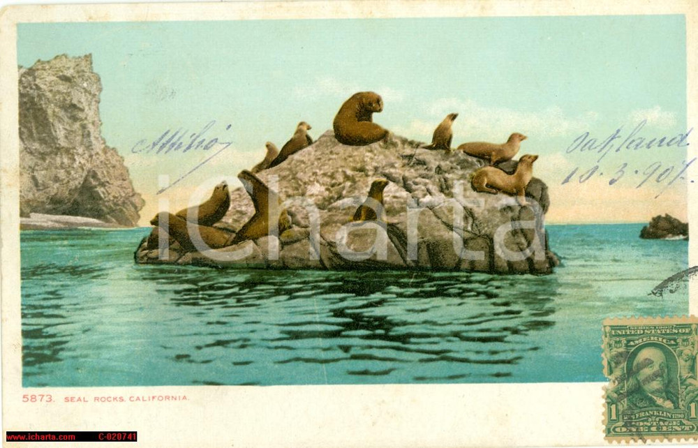 Cartolina originale da collezione 1907 SEAL ROCKS USA Gruppo otarie su uno scoglio FP VG 1