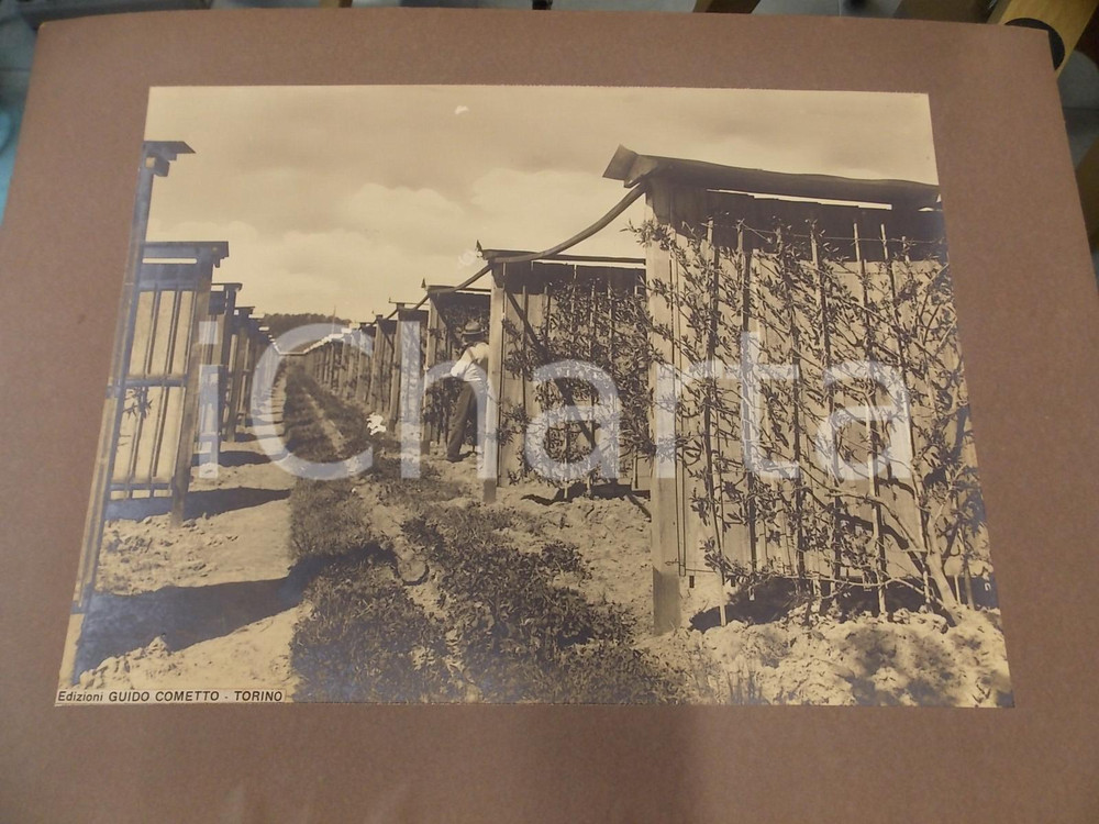Fotografia d epoca originale 1940 ca SANTENA TO Coltivazione delle pesche a spalliera Foto ed. COMETTO 1