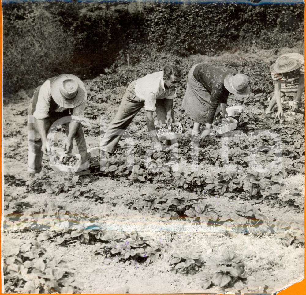 Fotografia d epoca originale 1939 COMBE MARTIN UK Strawberrypickers in SILVERDENE FRUIT FARM DAMAGED Photo 1