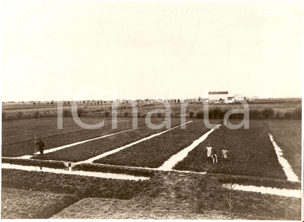 Fotografia d'epoca originale 1934 CARPI (MO) Tenuta agricola a BUDRIONE Foto ANIMATA 1