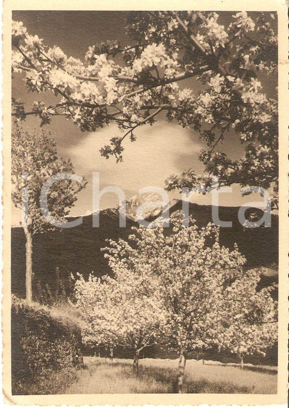 Cartolina originale da collezione 1935 MERANO BZ Panorama primaverile Cartolina FG VG 1
