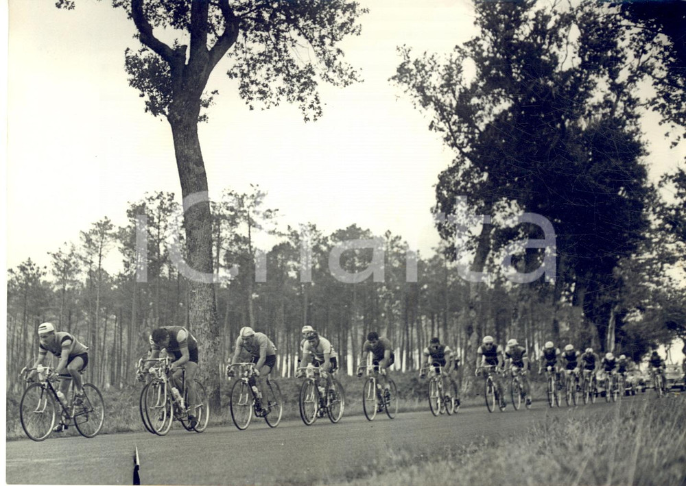 1956 CYCLISME TOUR DE FRANCE Le peloton dans les Landes - Photo 18x13 cm  Fotografia d'epoca con didascalia coeva.    CONDIZIONI: G FORMATO: 18x13 cm     originale e autentica 1