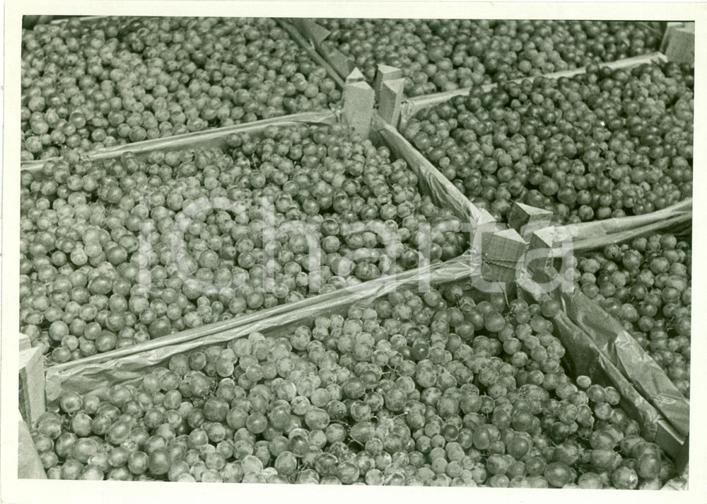 Fotografia d epoca originale 1938 MILANO Ceste di uva esposte a FESTA DELL UVA Fotografia 1