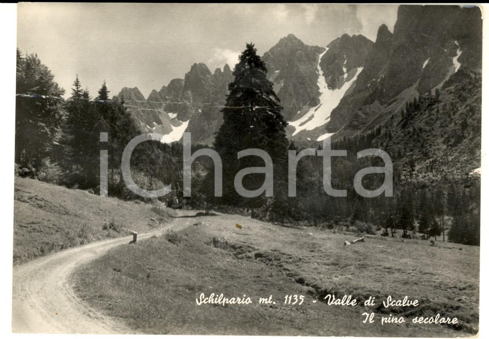 Cartolina originale da collezione 1965 SCHILPARIO BG VALLE DI SCALVE  Il pino secolare Cartolina postale FG VG 1