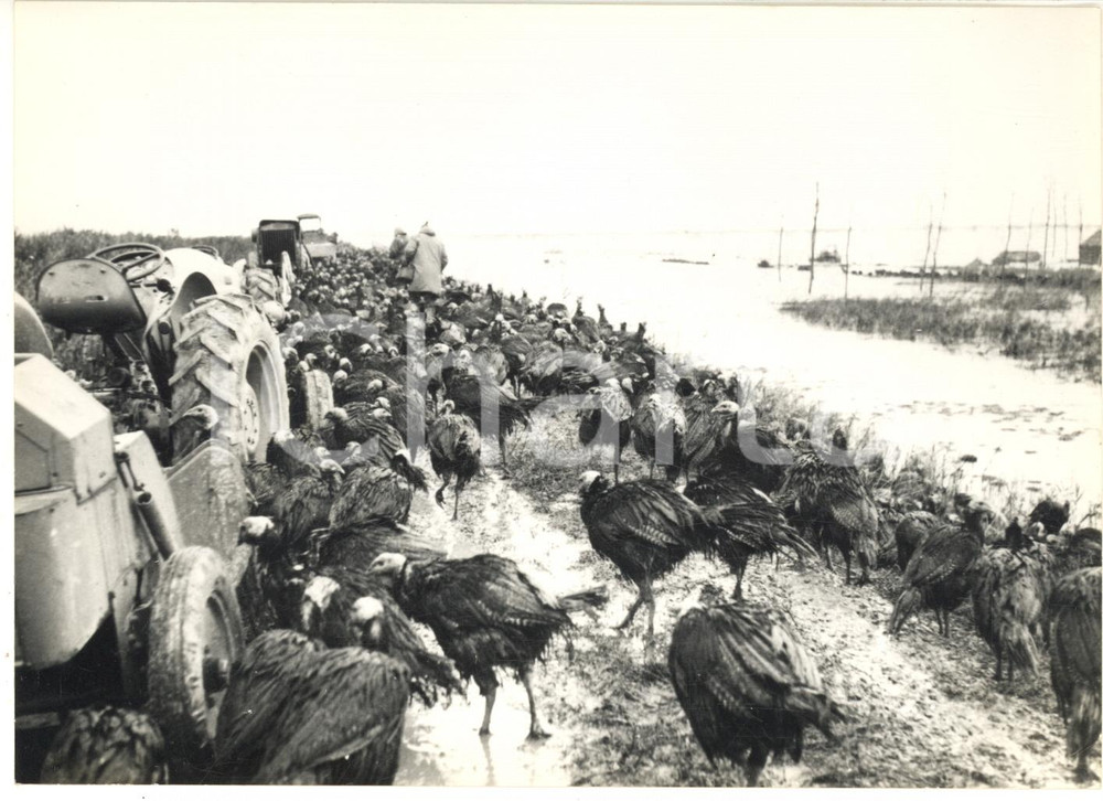 1966 ALLUVIONE SCARDOVARI Tacchini durante lo sgombero *Foto 18x13 cm