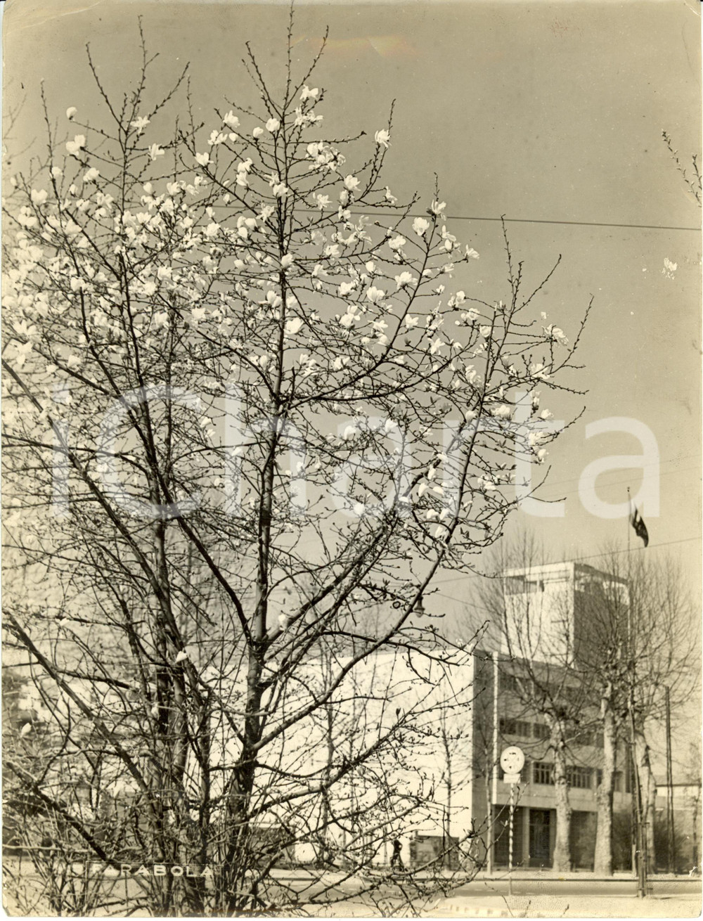 Fotografia d epoca originale 1941 MILANO Corso SEMPIONE Albero in fiore anche in tempo di guerra Fotografia 1