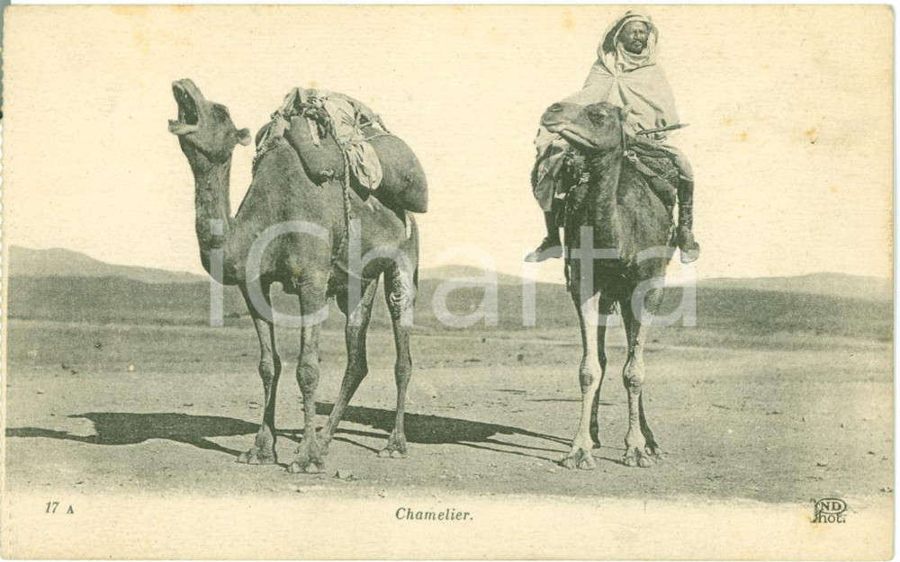 Cartolina originale da collezione 1935 ca EGITTO Un cammelliere con i suoi cammelli CHAMELIER Cartolina FP NV 1