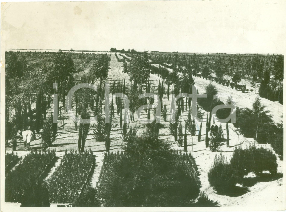 Fotografia d epoca originale 1935 EL MAJA LIBIA Il rimboschimento delle oasi di TRIPOLI Fotografia 1