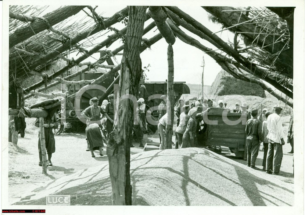 Fotografia d epoca originale 1941 Russia WW2 raccolta grano Fronte Orientale ARMIR 1