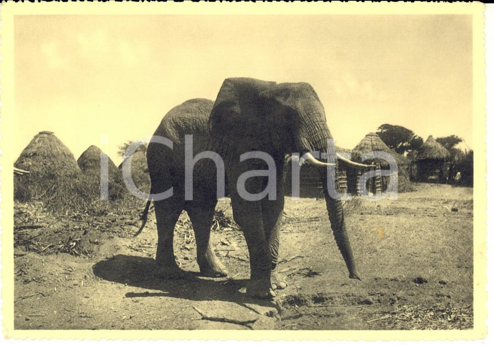 Cartolina originale da collezione 1936 AOI HARAR ETIOPIA Elefante tra le capanne di un villaggio Cartolina FG NV 1