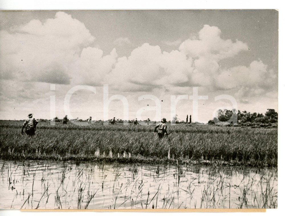 1953 TIEN LANG (VIETNAM) Operazione "CLAUDE" - Soldati assaltano una risaia 
