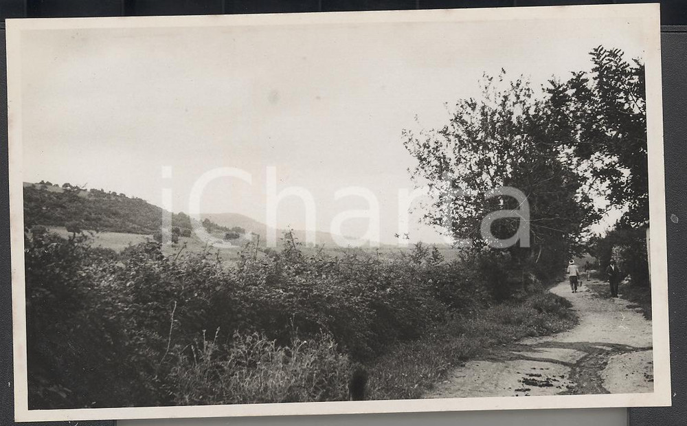 Fotografia d epoca originale 1937 Ulivi nelle campagne di ALGERI  REAL PHOTO cm 13,5 x 8,5 1