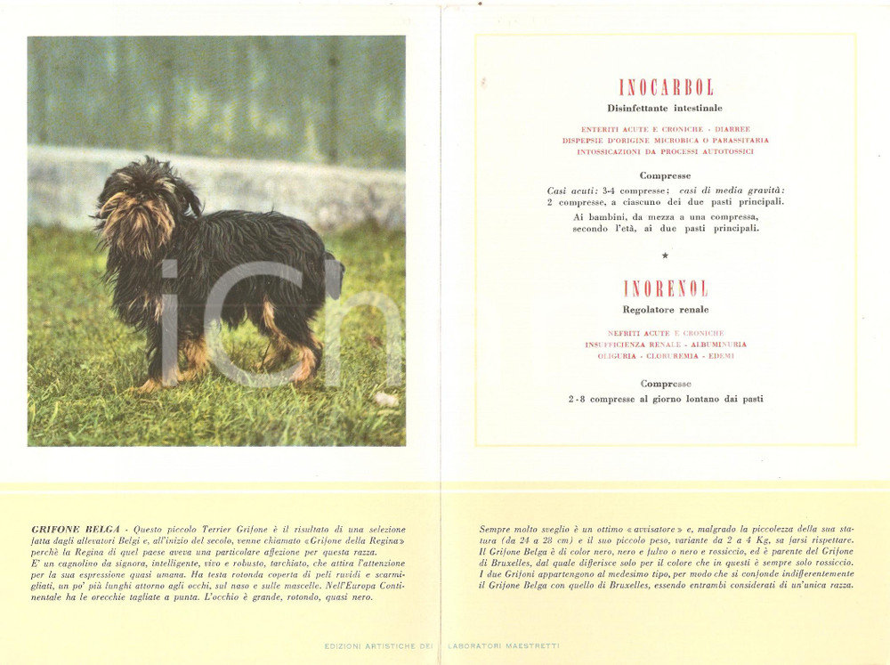 Materiale pubblicitario d’epoca 1956 MILANO Laboratori MAESTRETTI Inocarbol  Scheda Razza GRIFONE BELGA 1