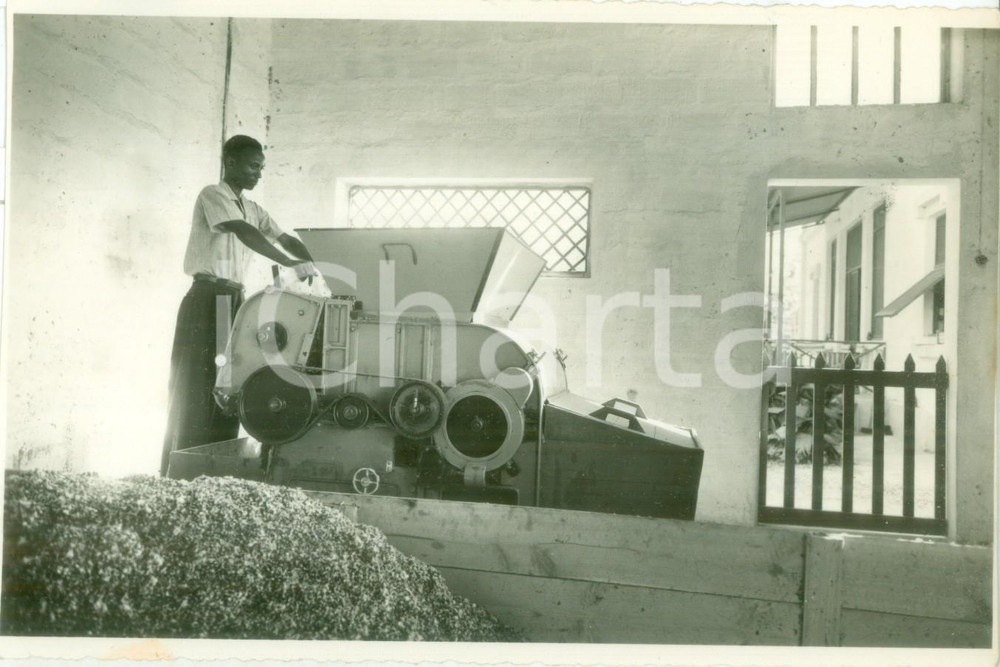 Fotografia d epoca originale 1940 ca AFGOI SOMALIA Operaio indigeno allo smistamento del cotone Fotografia 1