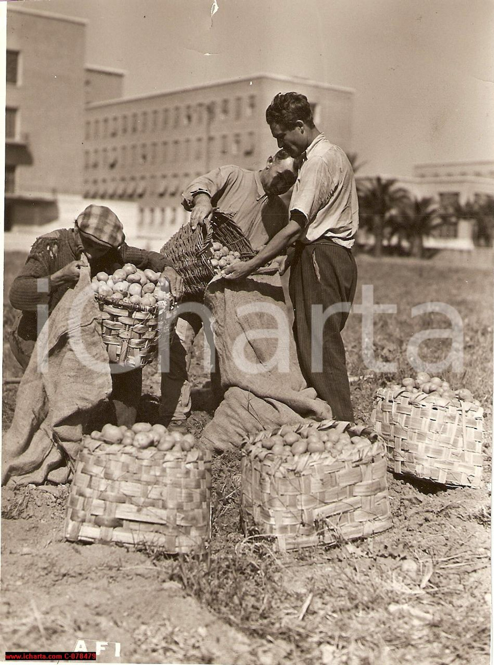 Fotografia d epoca originale 1941 Milano Agricoltura  Uomini e patate Vera Foto 1