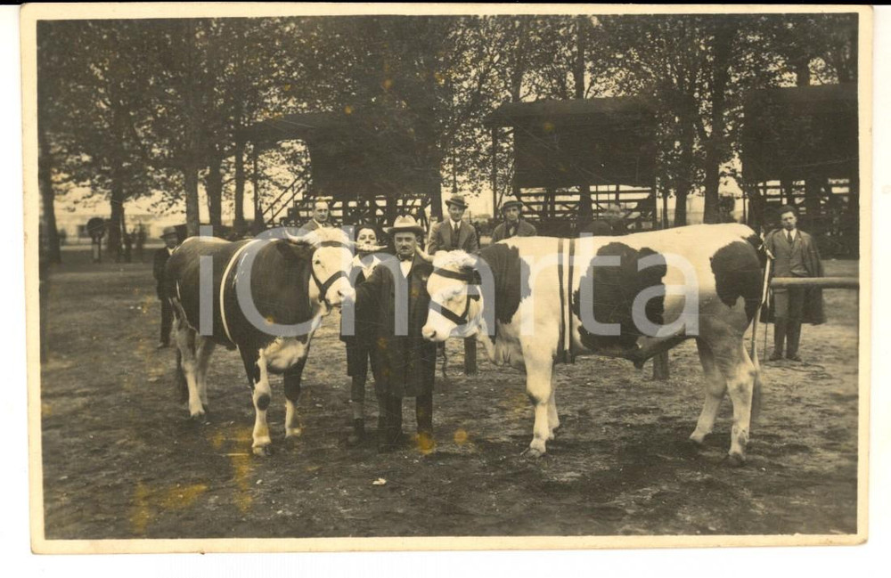 Fotografia d epoca originale 1930 ca AREA LOMBARDA Allevatore con tori premiati razza pezzata Foto cartolina 1