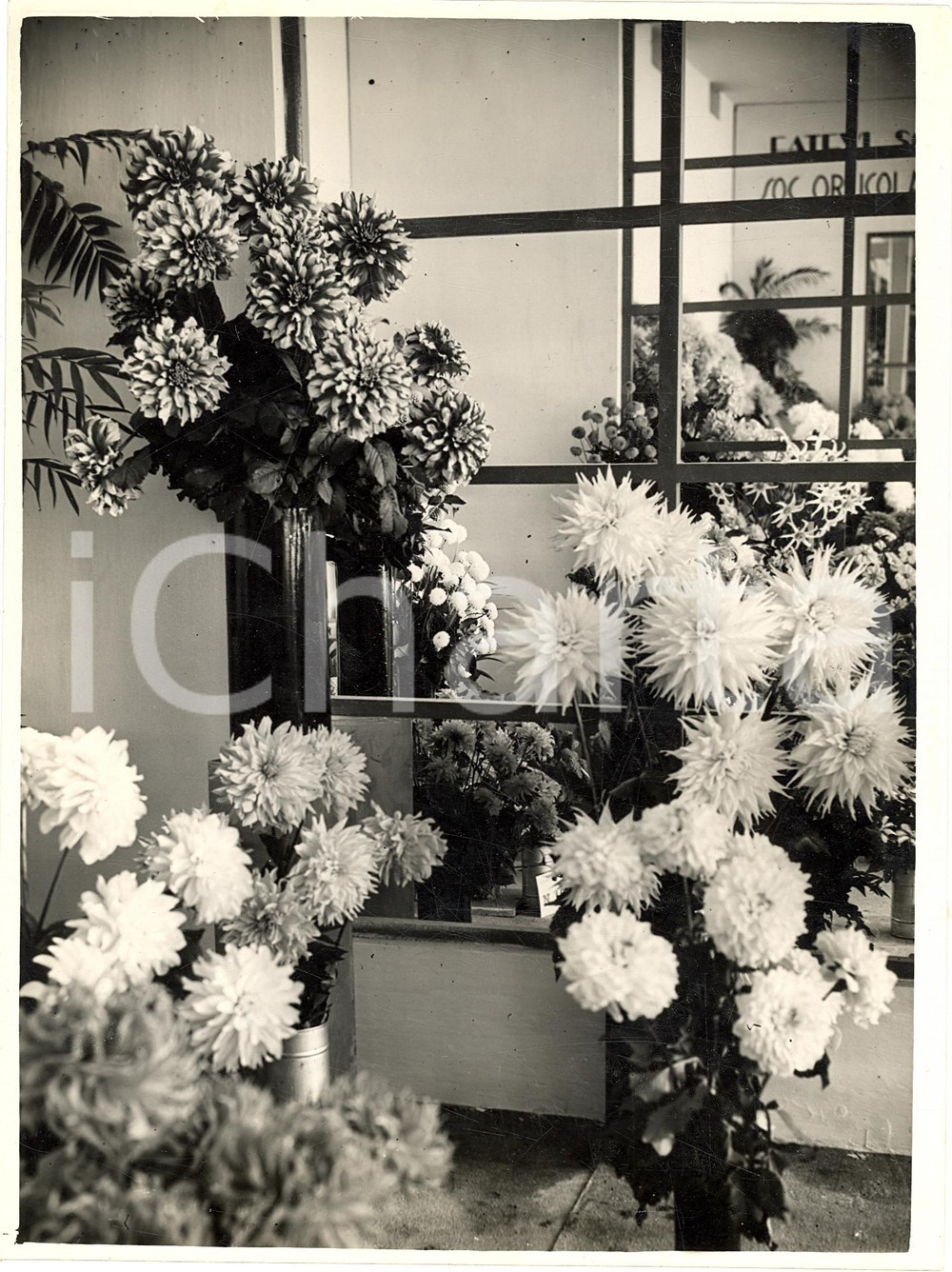 Fotografia d'epoca originale 1930 ca MILANO Mostra della dalia a Palazzo dell'ARTE 1