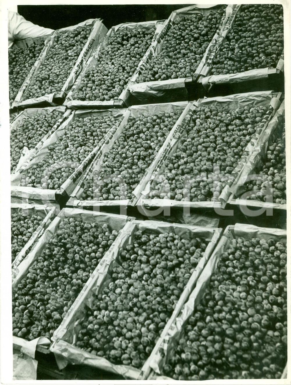 Fotografia d epoca originale 1938 MILANO Uva di PANTELLERIA esposta a mercato PORTA VITTORIA Fotografia 1
