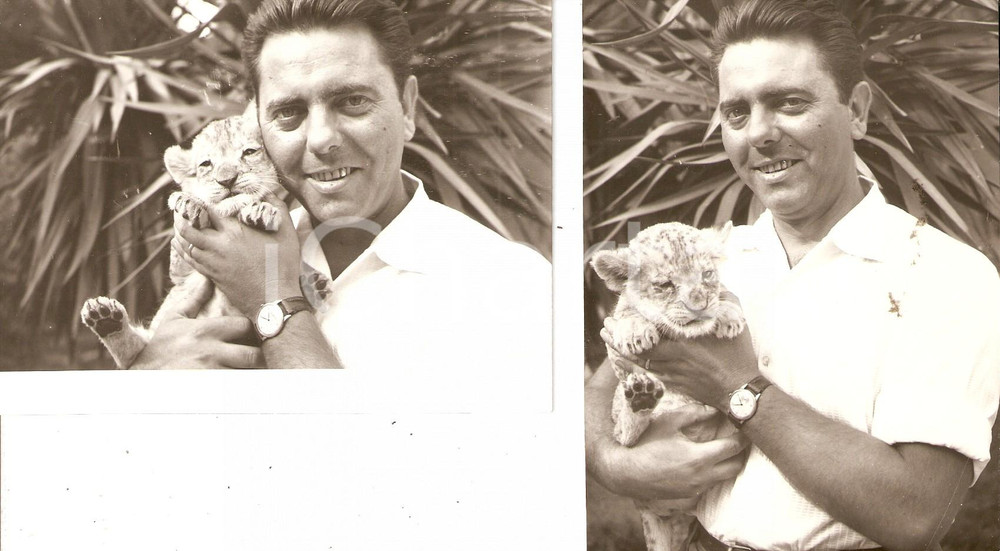 Fotografia d epoca originale 1955 ca CINEMA ITALIANO Piero NUCCORINI con cucciolo di leone Lotto 2 Foto 1