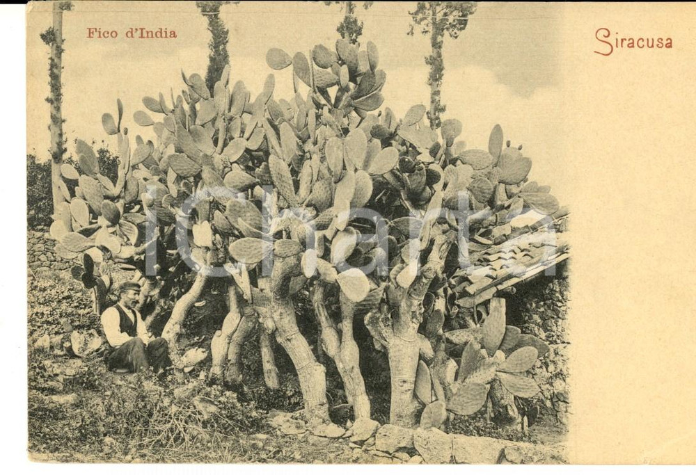 Cartolina originale da collezione 1900 ca SIRACUSA Fico d India Cartolina postale ANIMTA FP NV 1