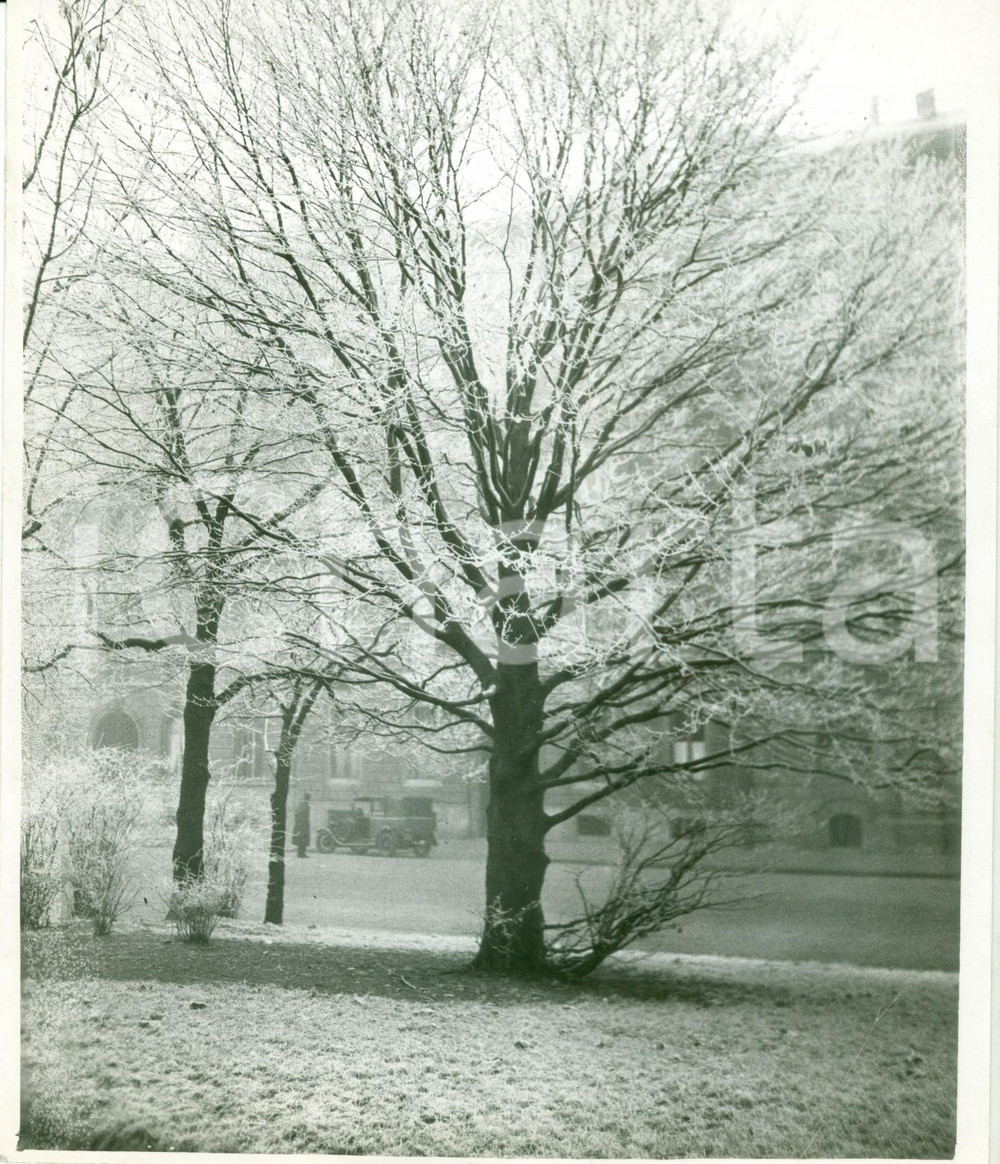 Fotografia d epoca originale 1938 MILANO Gli alberi del PARCO SEMPIONE congelati dal freddo Fotografia 1
