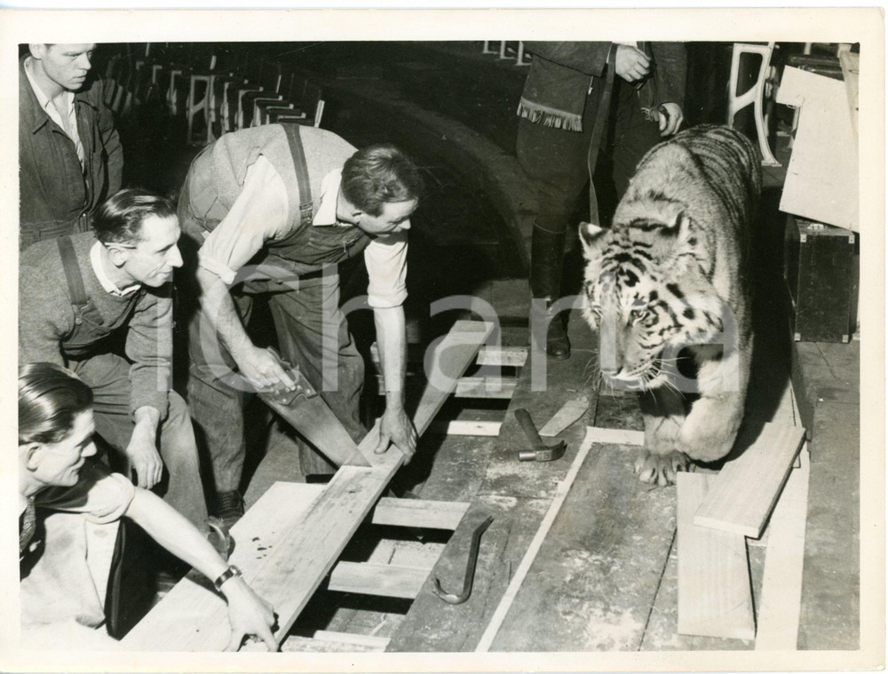 1960 ca LONDON OLYMPIA Bertram Mills Circus - Nizam the tiger among carpenters