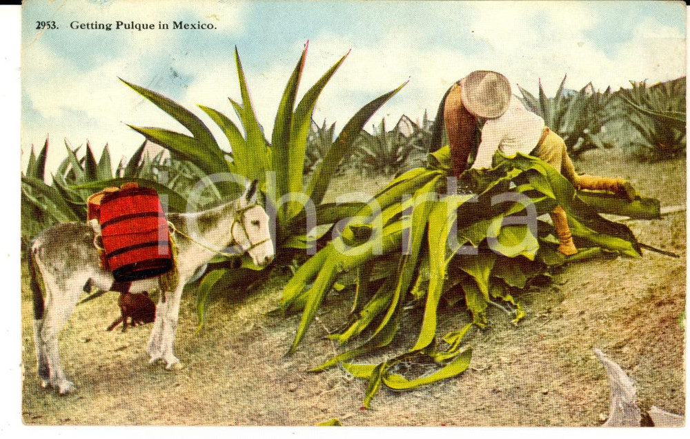 Cartolina originale da collezione 1920 ca COSTUMI MEXICO Raccolta dell'agave per il pulque *Cartolina FP VG 1