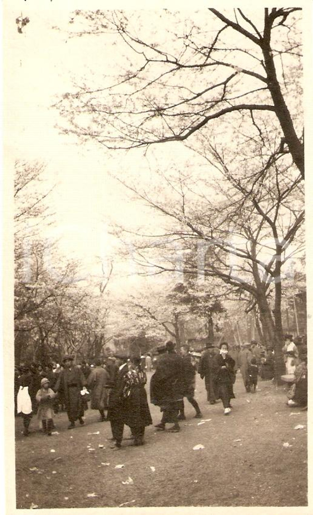 Fotografia d'epoca originale 1930 circa TOKYO Folla tra ciliegi fioriti REAL PHOTO 1